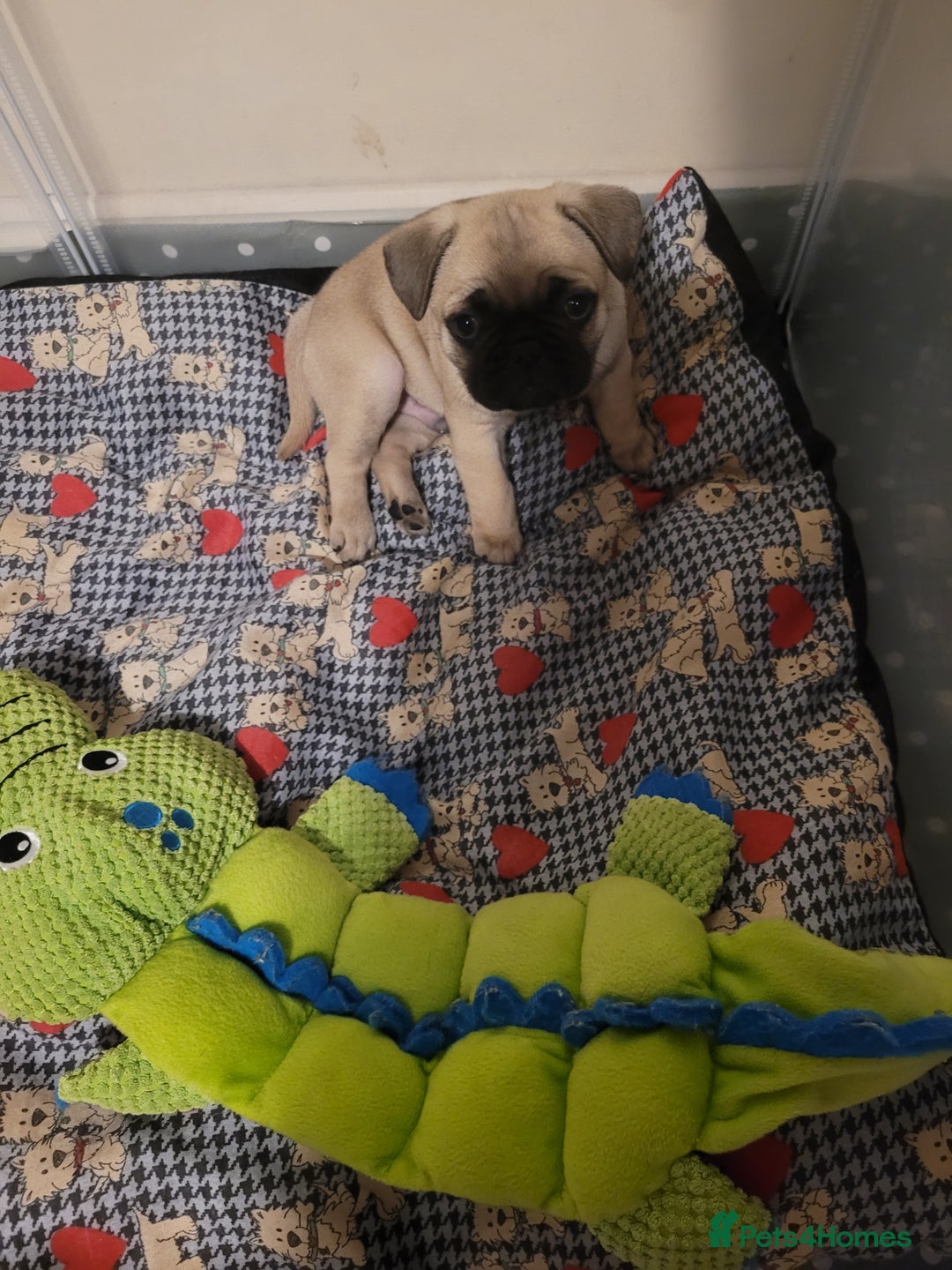 Frug dogs for sale: Just the male left frug left now - Image 21