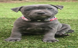 Staffordshire Bull Terrier dogs for sale: Pretty blue Staffy pups . - Advert 4
