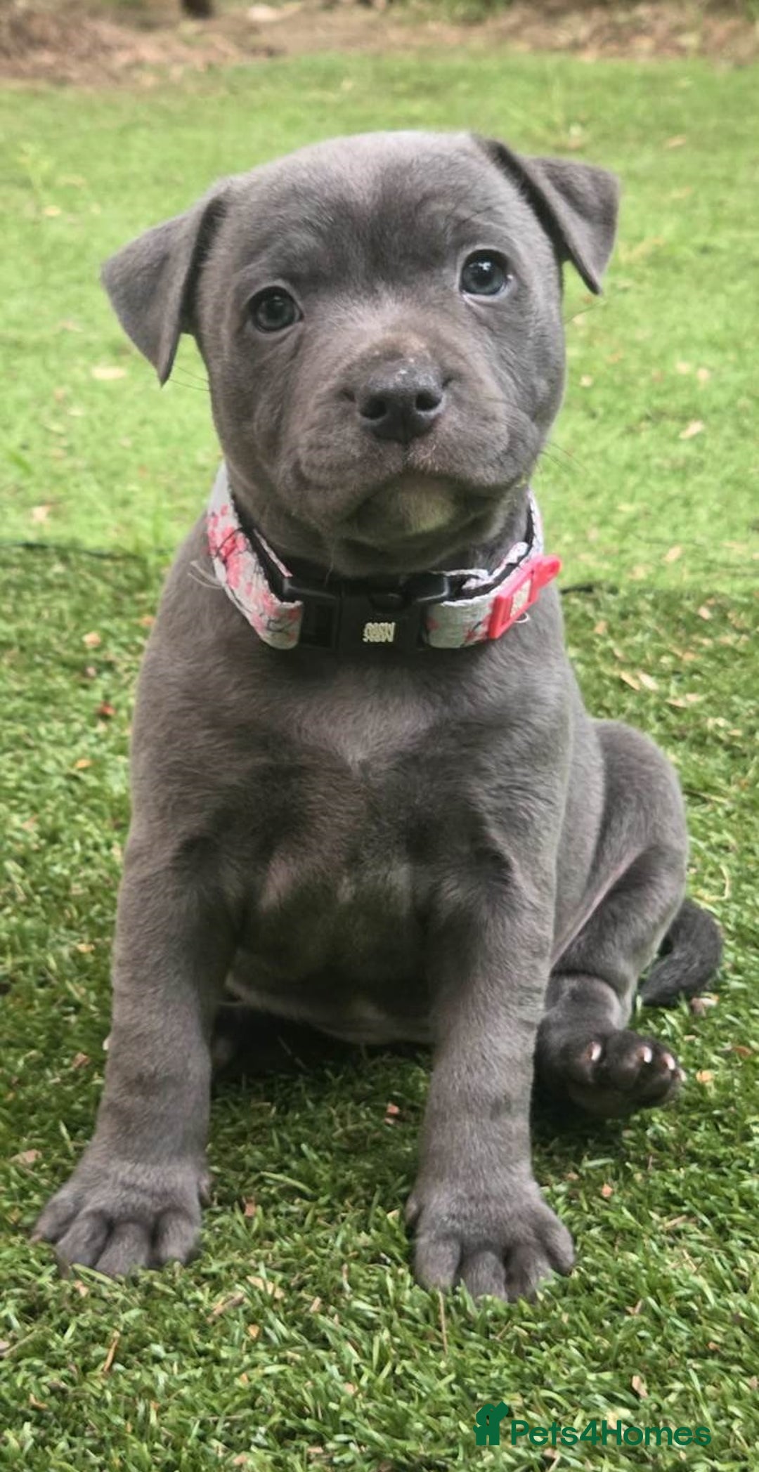 Staffordshire Bull Terrier dogs for sale: Pretty blue Staffy pups . - Advert 4