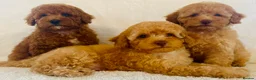 Toy Poodle dogs for sale: Toy poodle puppies  in Wakefield - Advert 11