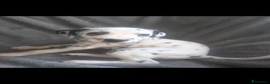 Dalmatian 5