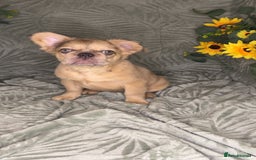 French Bulldog dogs for sale: Velvet and Fluffy french bulldogs  - Image 3