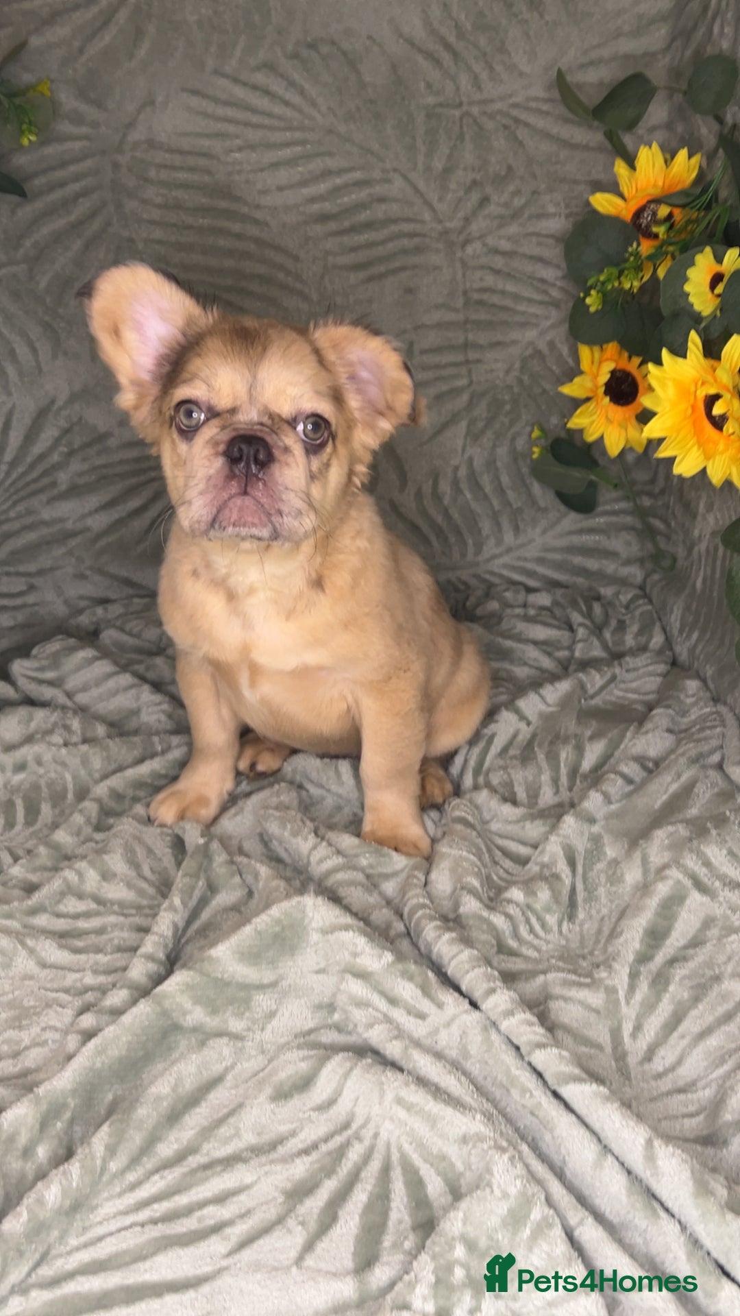 French Bulldog dogs for sale: Velvet and Fluffy french bulldogs  - Image 3