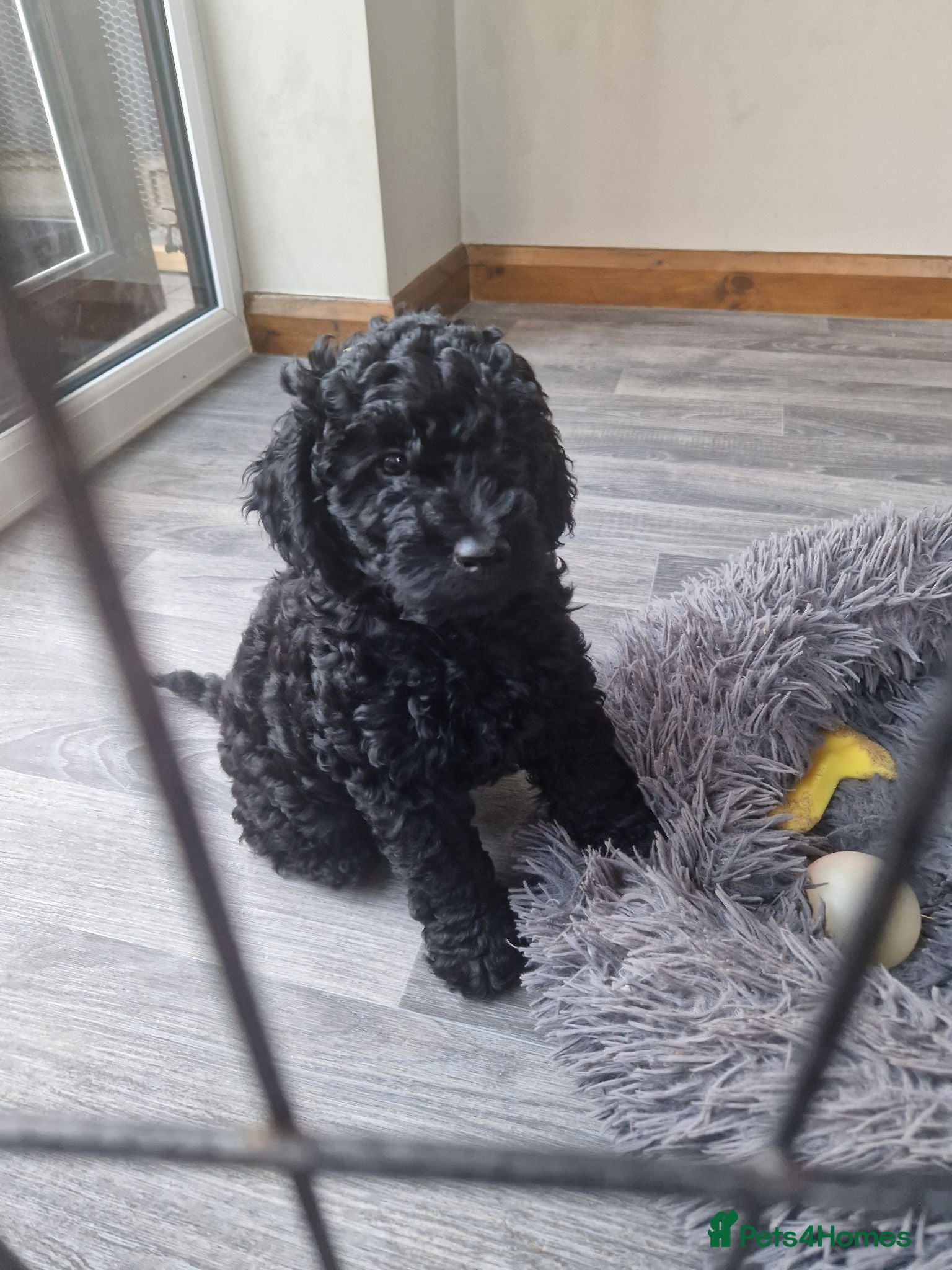 Cockapoo dogs Beautiful cockapoo boy - Advert 16