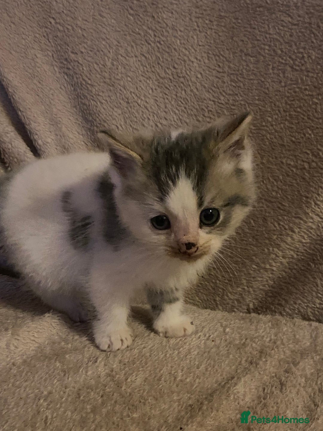 British Longhair cats for sale: Lovely Kittens - Advert 13