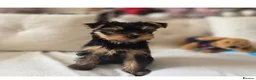 Yorkshire Terrier dogs for stud: FOR STUD KC registered Yorkshire Terrier - Advert 3