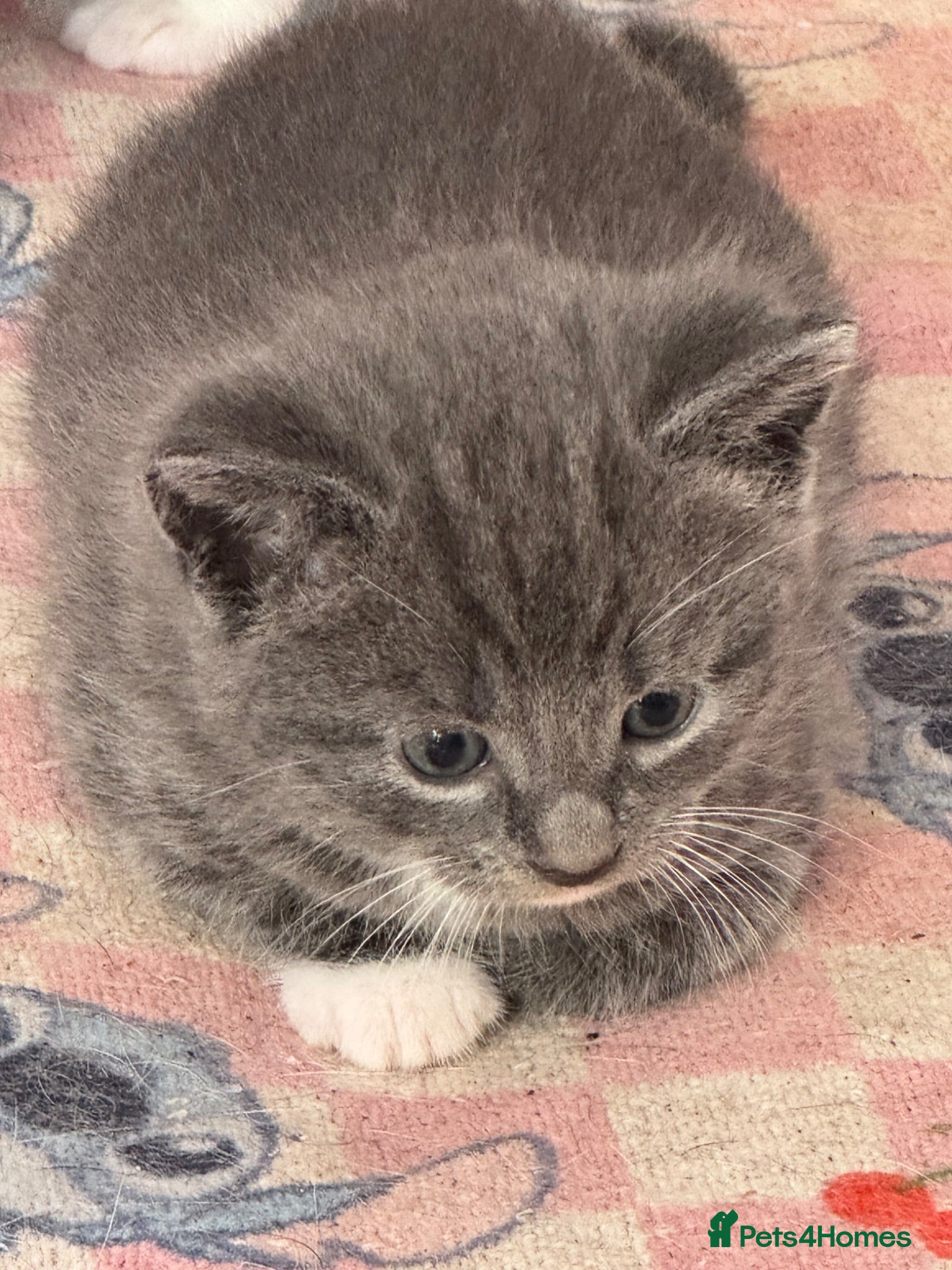 Mixed Breed cats Beautiful half Maine coon grey / black and white  - Advert 13