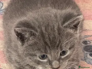 Mixed Breed cats Beautiful half Maine coon grey / black and white - Advert 13