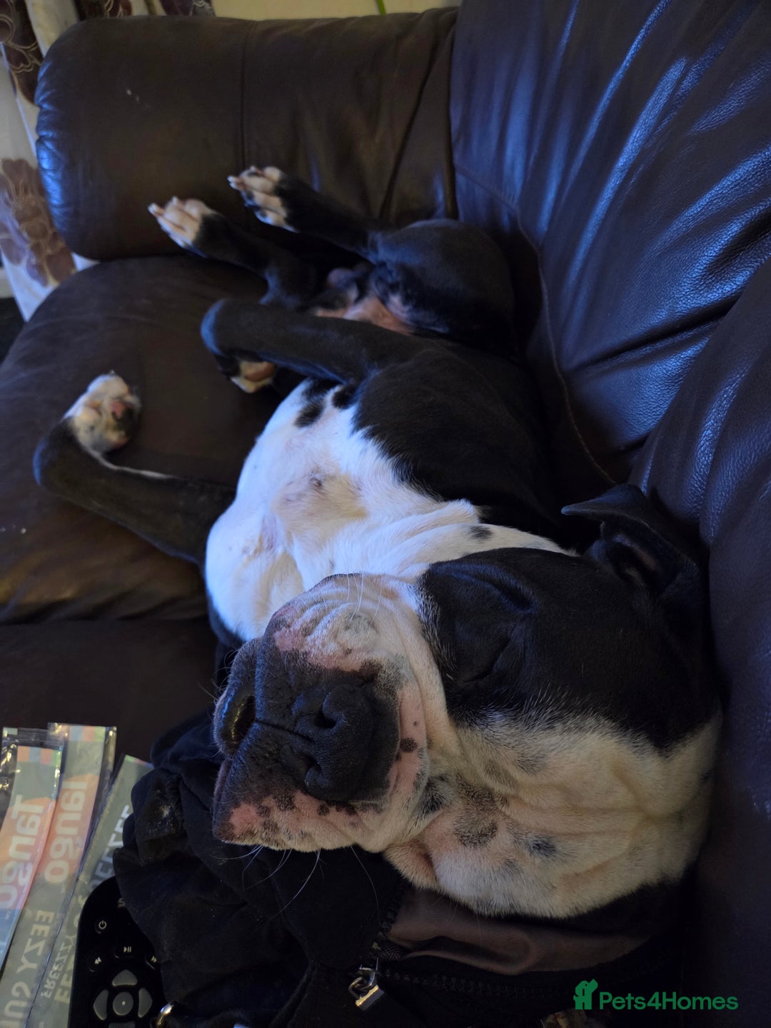Alapaha Blue Blood Bulldog dogs for sale: Unfortunately looking for a new home - Image 3