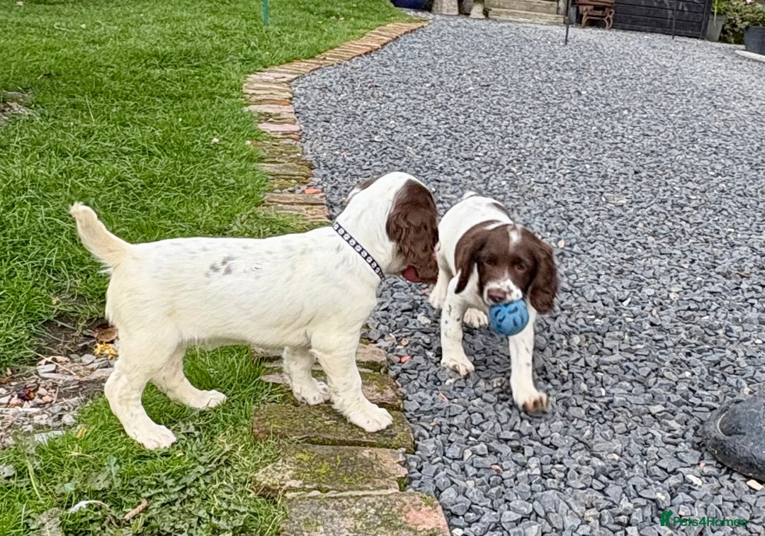 English Springer Spaniel dogs for sale: GAMEKEEPER BRED SPRINGER SPANIEL PUPS - Image 26