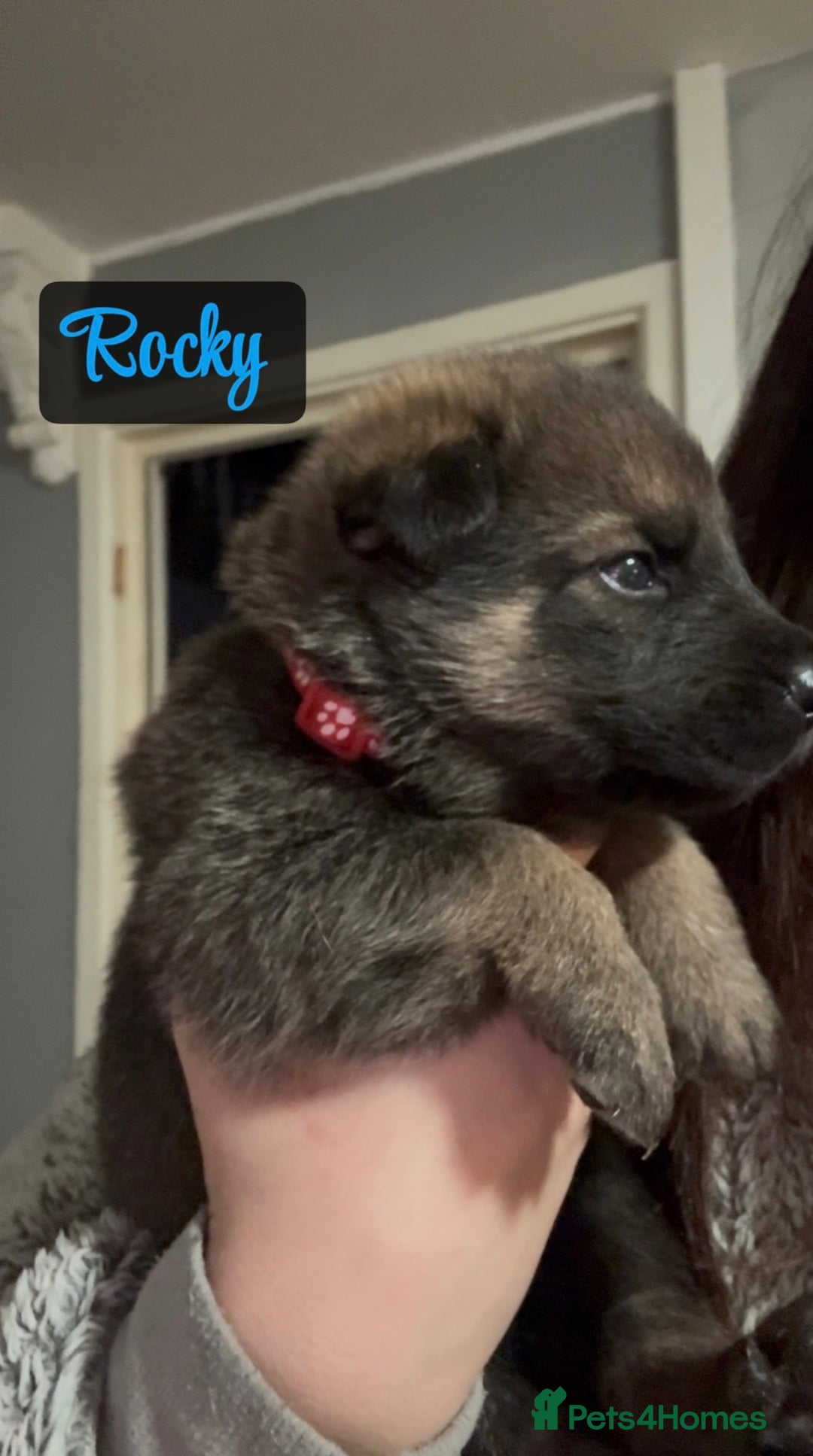 Shepsky dogs for sale: 9 beautiful Shepsky puppies in Doncaster - Advert 34