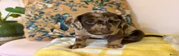 Mixed Breed dogs for sale: Doxie puppies  - Advert 29