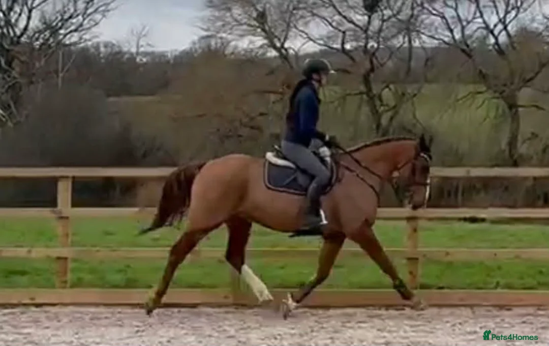 Belgian Warmblood horses for sale: Cortynan girl - offered as a broodmare  - Advert 3