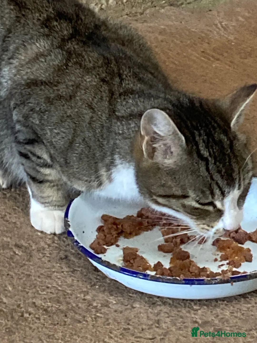 Mixed Breed cats for sale: 4 playful kittens for sale - Advert 2