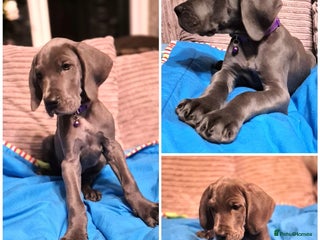 Great Dane dogs - Advert 2