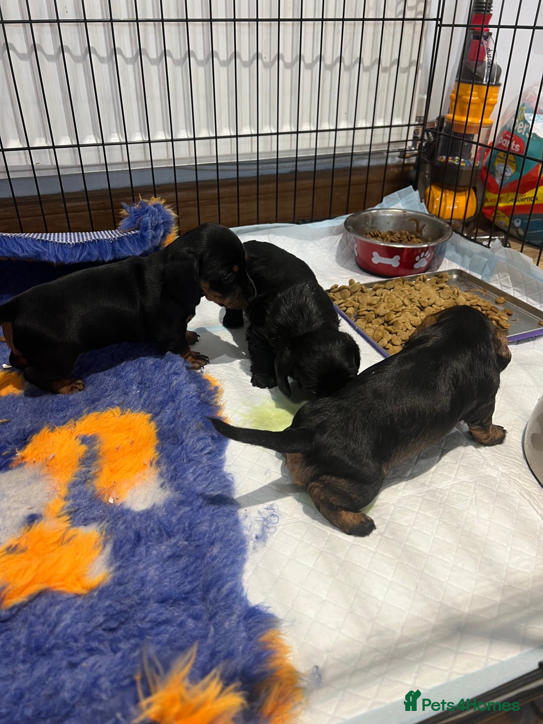 Miniature Dachshund dogs for sale: **Exceptionally well Raised Miniature Dachshunds** - Advert 22