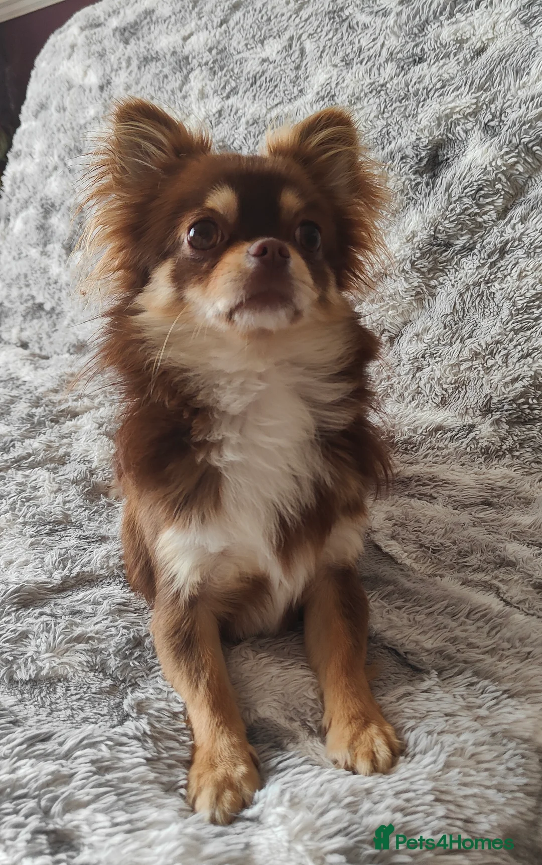 Chihuahua dogs for stud: STUD: Long Coat Chocolate Boy in Aldershot - Advert 12