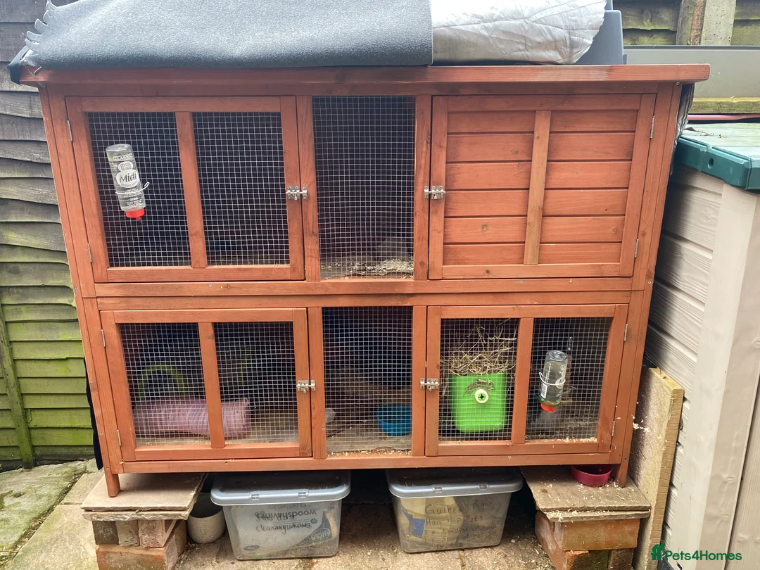 Guinea Pig rodents for sale: Two female Guinea pigs 2 and 3 years old  - Advert 2