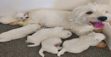 West Highland Terrier dogs - Advert 3