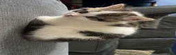 Domestic Shorthair cats for sale: 2x kittens  - Advert 5