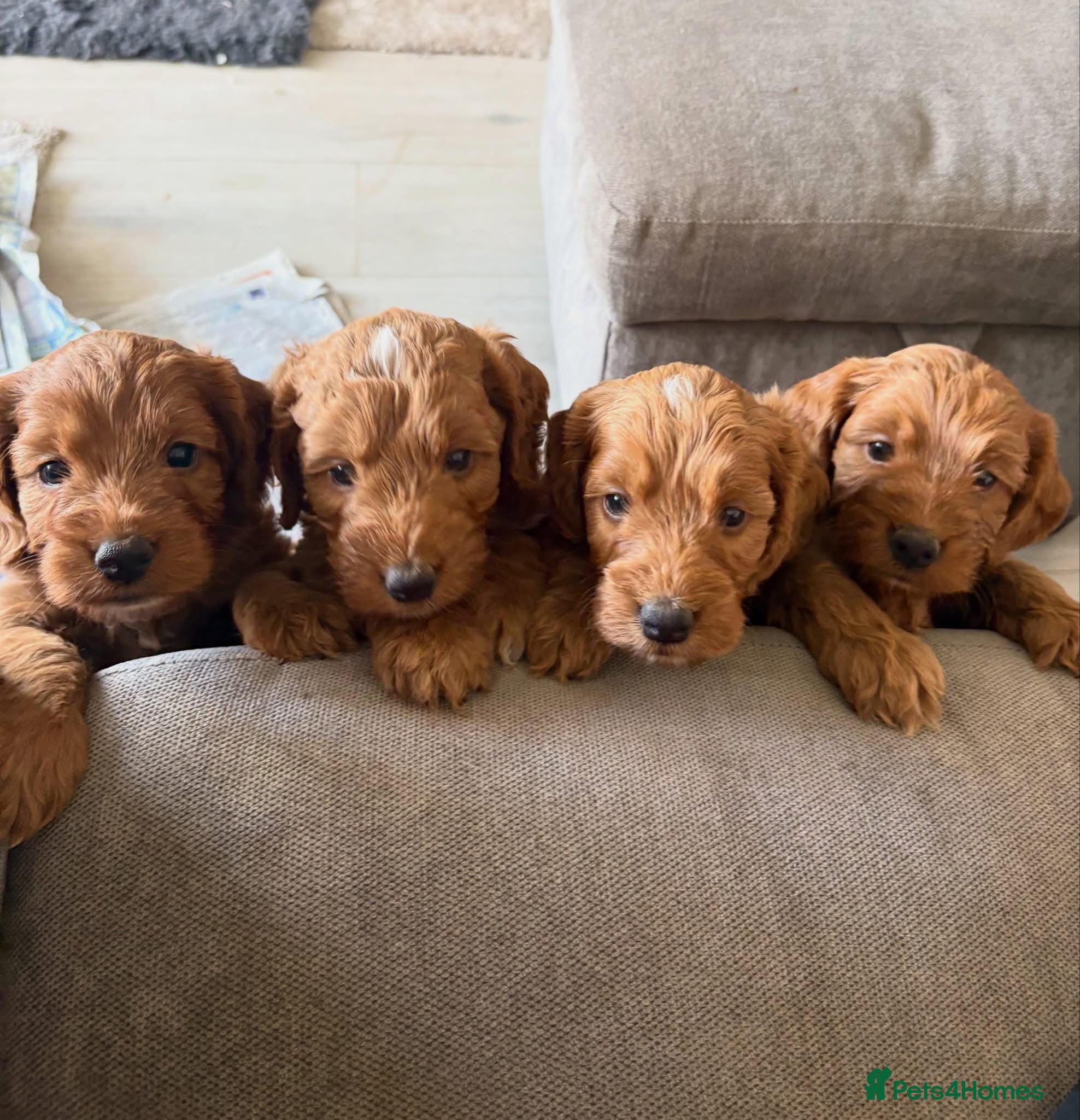Cockapoo dogs F1 Cockerpoo pups  - Advert 9