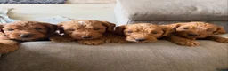 Cockapoo dogs for sale: F1 Cockerpoo pups  - Advert 1