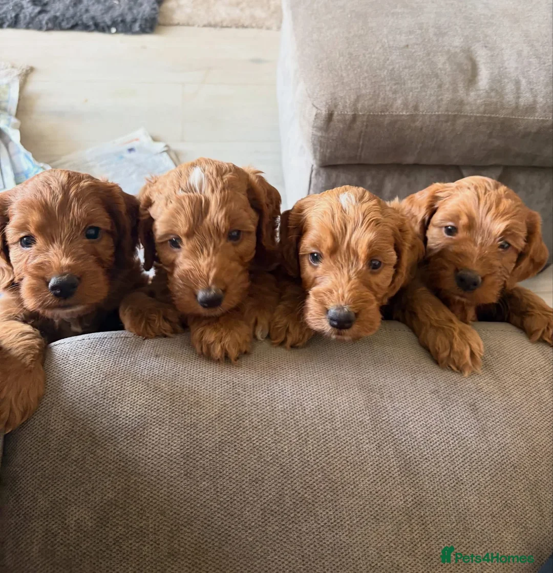Cockapoo dogs for sale: F1 Cockerpoo pups  - Advert 1