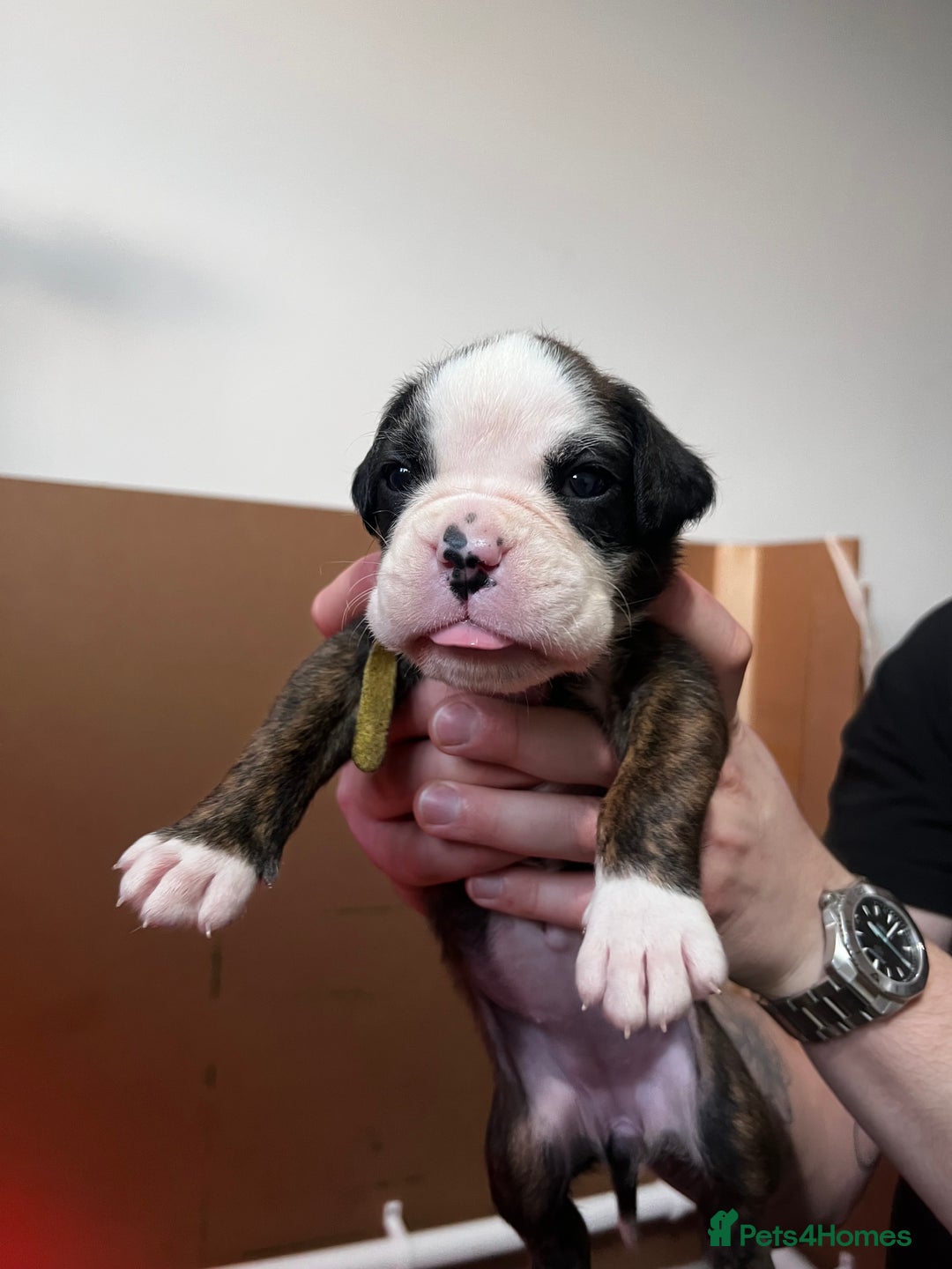 Boxer dogs for sale: Boxer Puppies UPDATED PHOTOS  - Advert 18