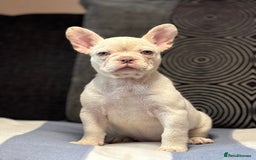 French Bulldog dogs for sale: Beautiful French Bulldog Puppies Available  - Image 4