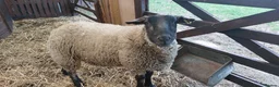 Sheep livestock for sale: Suffolk Wether - Advert 1