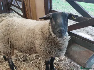 Sheep livestock Suffolk Wether - Advert 12