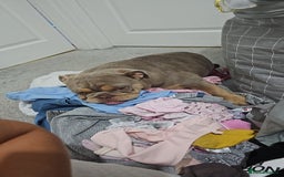 English Bulldog dogs for sale: Lilac and tan english bulldog  - Image 16