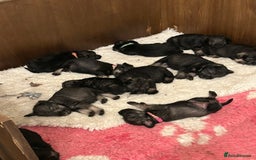Schnauzer dogs for sale: KC reg health tested P/S standard schnauzers - Image 1