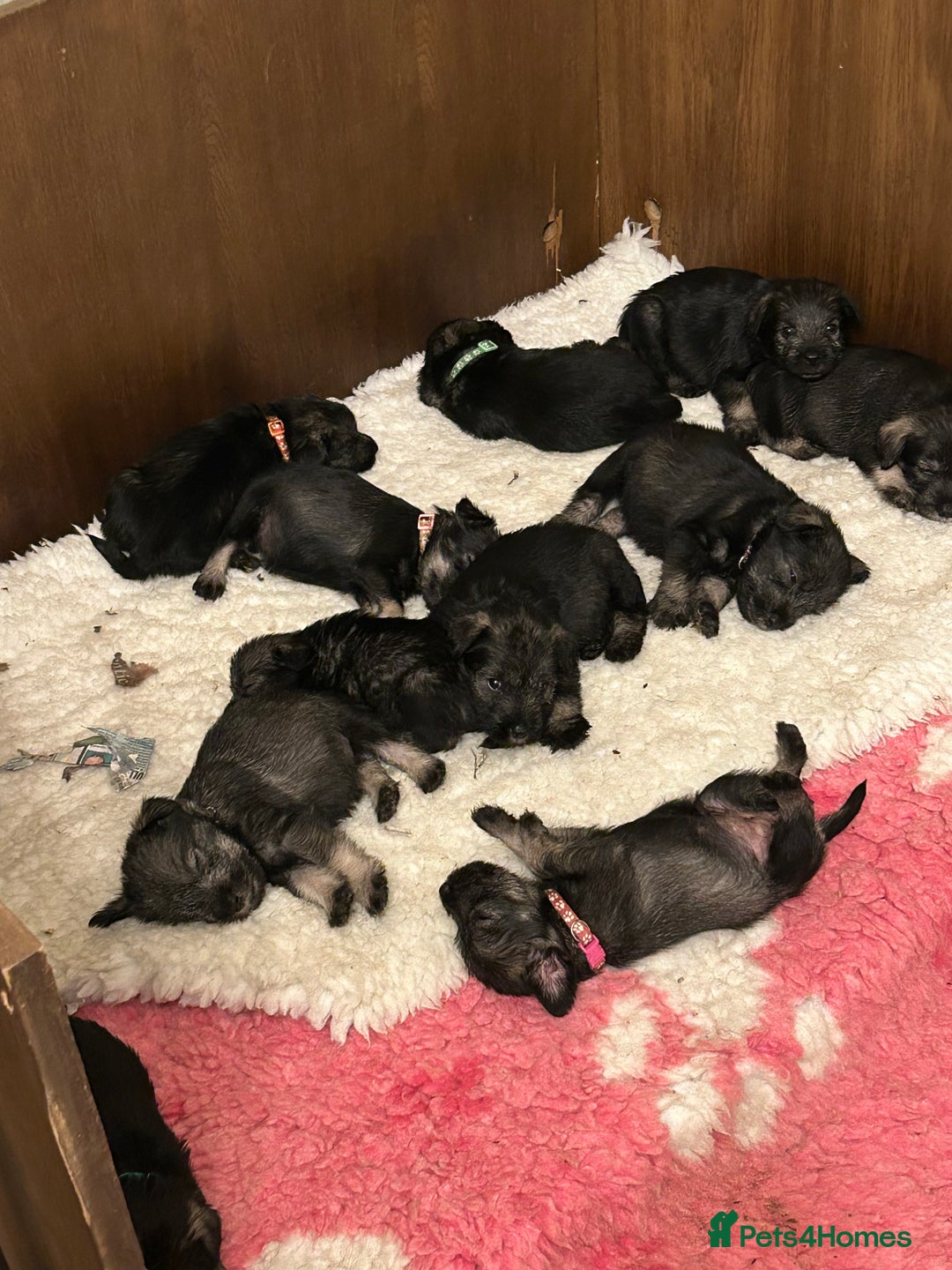 Schnauzer dogs for sale: KC reg health tested P/S standard schnauzers - Image 1