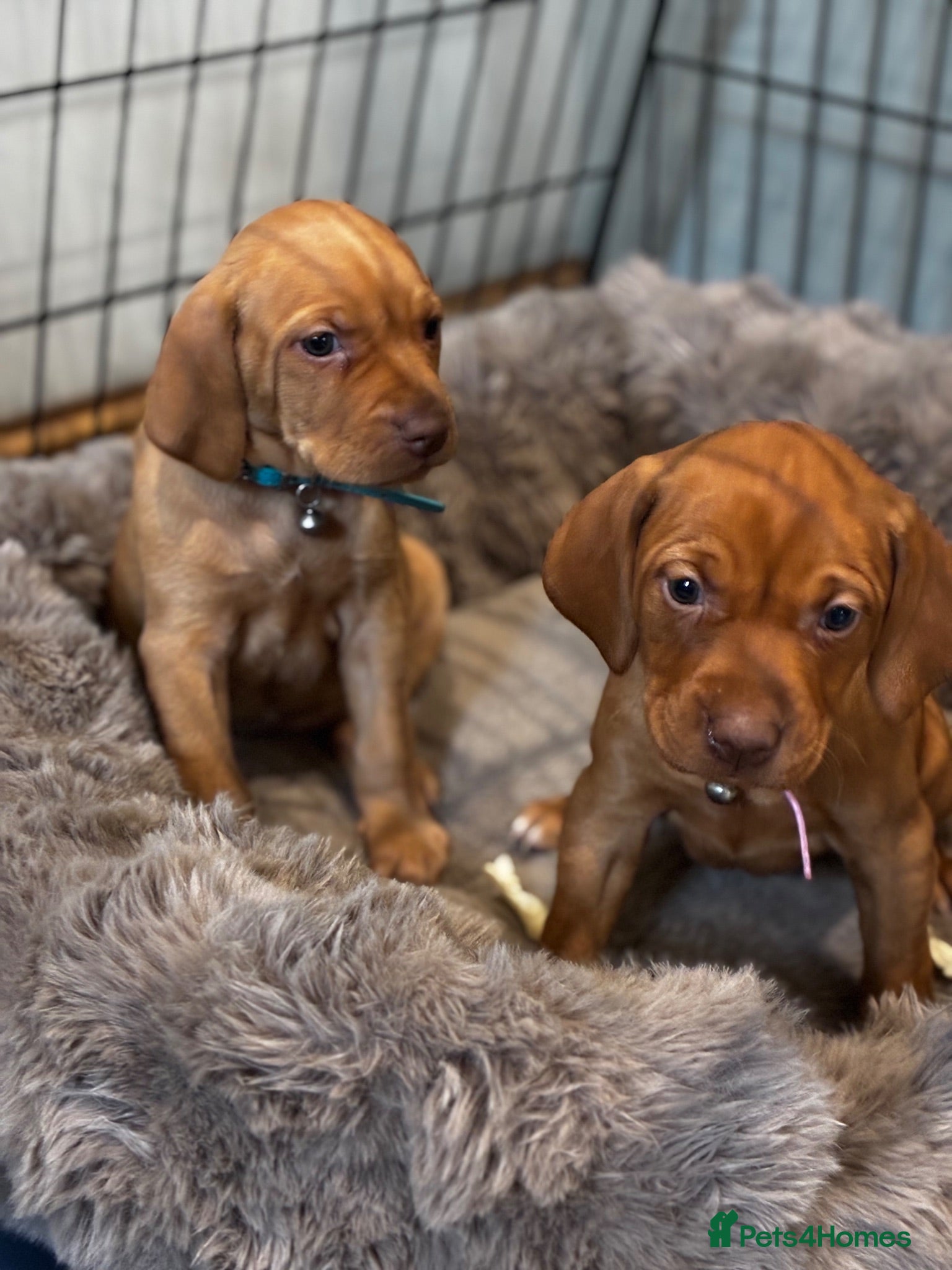 Hungarian Vizsla dogs 5* HUNGARIAN VIZSLA PUPPIES KC REGISTERED  - Advert 3