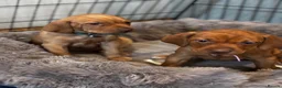 Hungarian Vizsla dogs for sale: 5* HUNGARIAN VIZSLA PUPPIES KC REGISTERED  - Advert 6