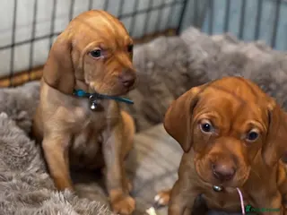 Hungarian Vizsla dogs 5* HUNGARIAN VIZSLA PUPPIES KC REGISTERED - Advert 3