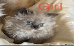 Mixed Breed cats for sale: Ragdoll X Persian kittens  - Image 3