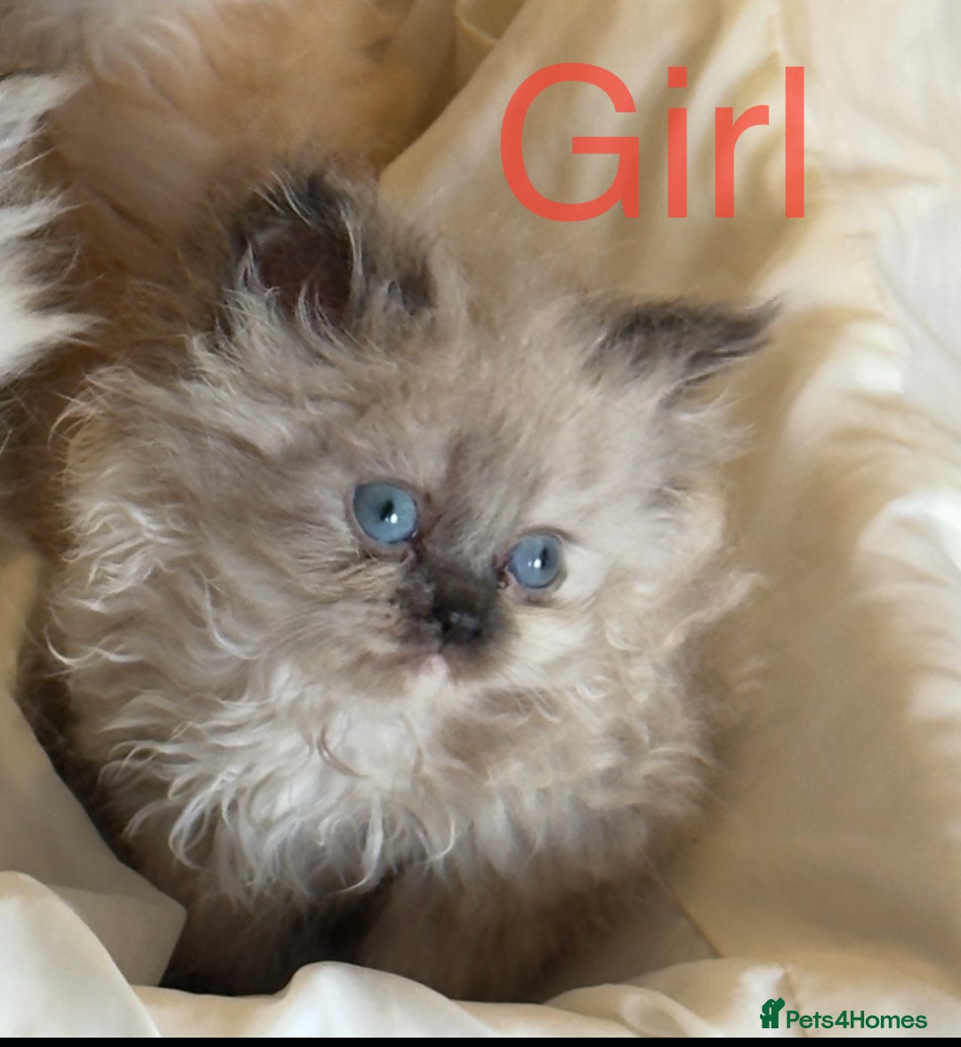 Mixed Breed cats for sale: Ragdoll X Persian kittens  - Image 3