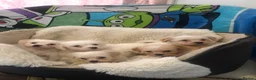 Mixed Breed dogs for sale: Adorabile Bichon puppies💕 - Advert 7