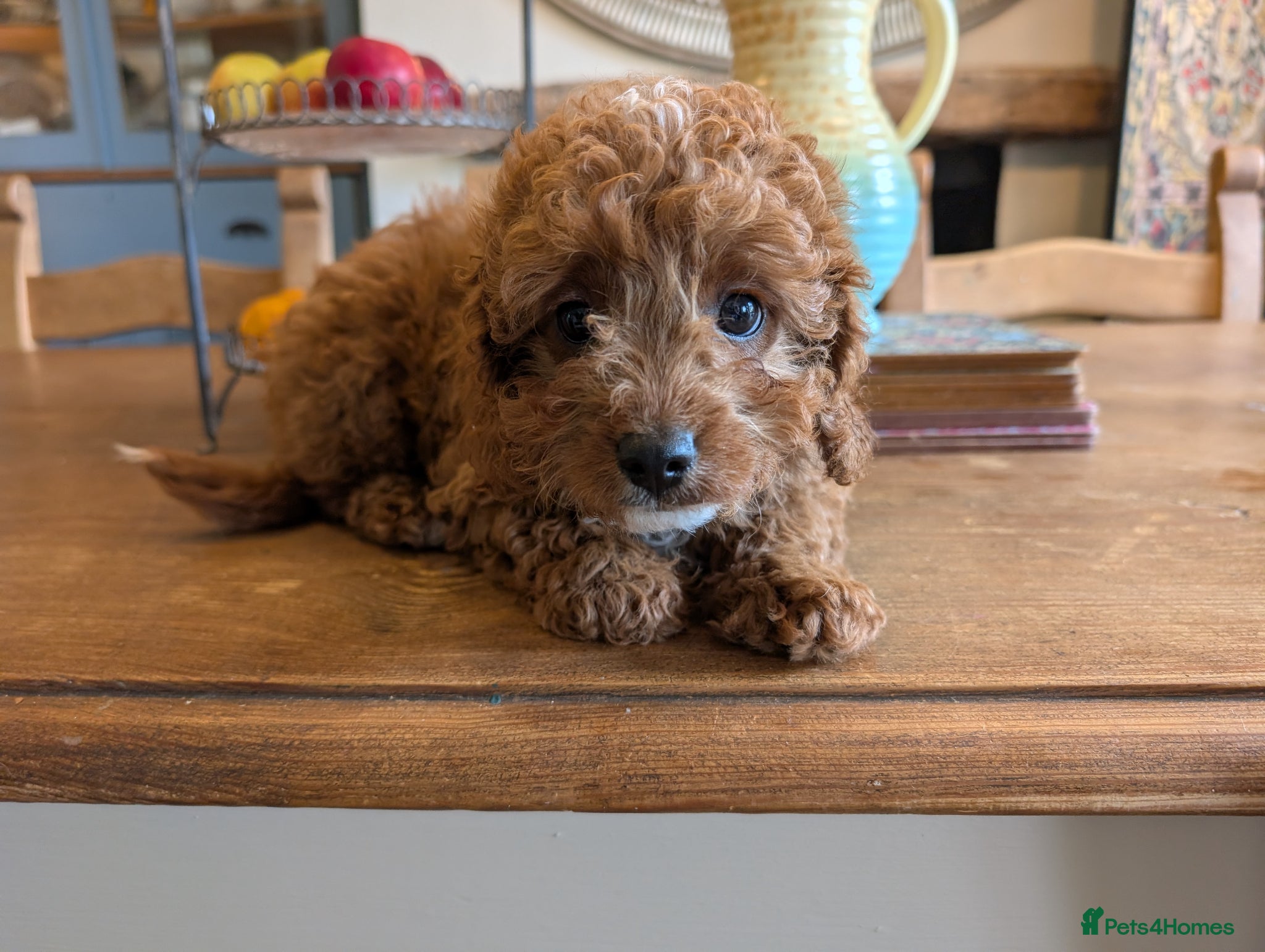 Cavapoo dogs ❤️ Beautiful Dark Red Cavapoo pups f1b❤️  - Advert 2