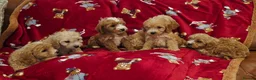 Cockapoo dogs for sale: ⚜️Pure Quality Cockapoos ⚜️ - Advert 20