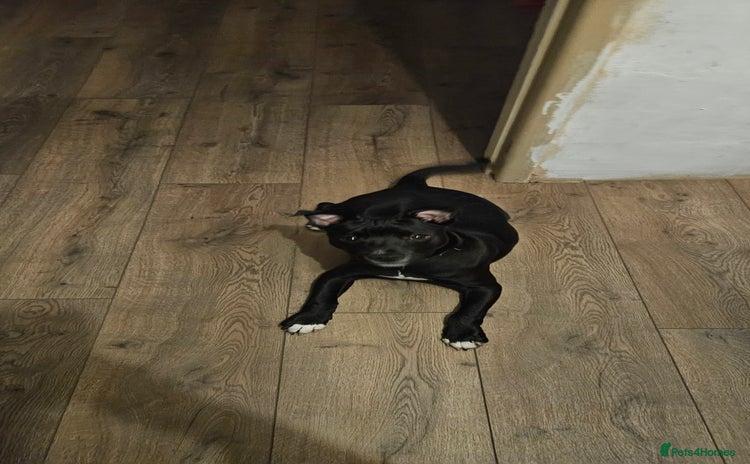 Mixed Breed dogs - Advert 12