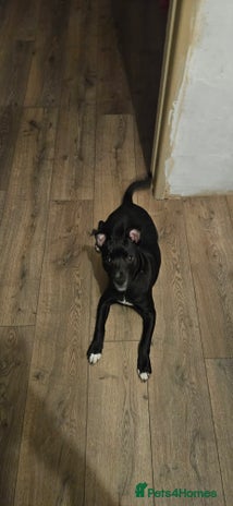 Mixed Breed dogs - Advert 12