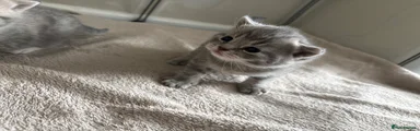 Mixed Breed Kitten 2