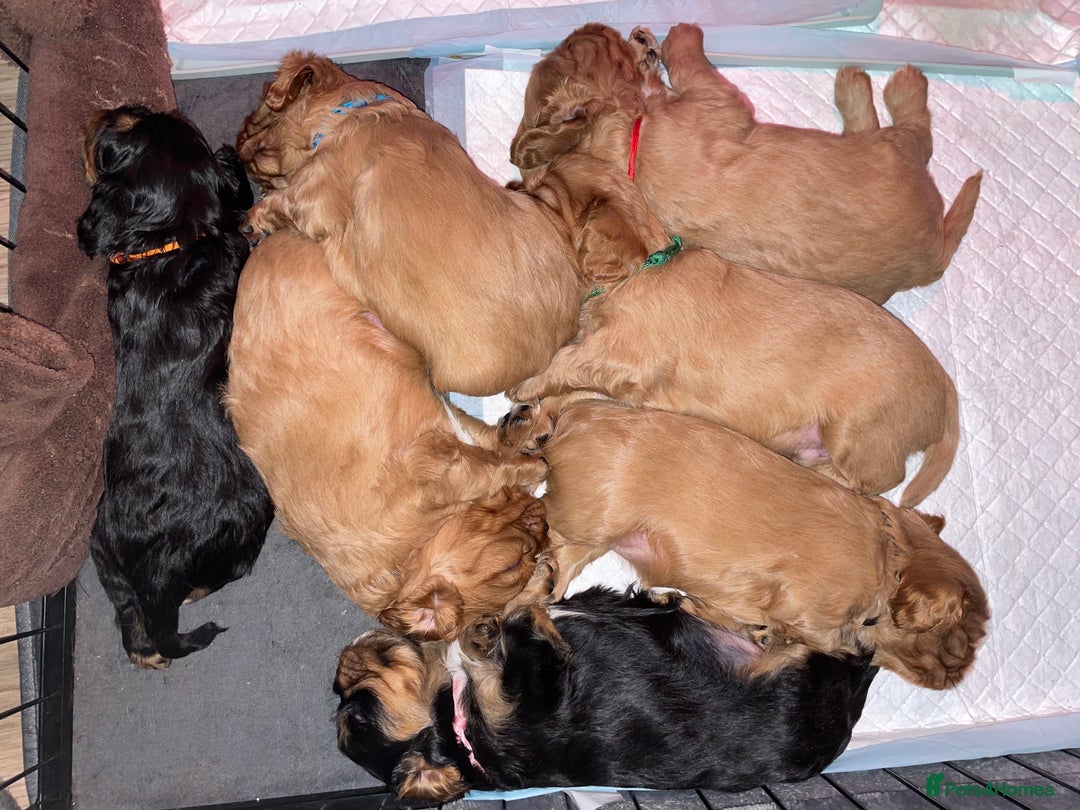 Cavalier King Charles Spaniel dogs for sale: Cavalier King Charles Spaniel Puppies - Image 2