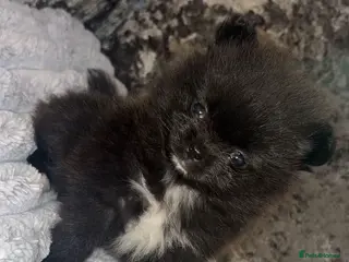 Pomeranian dogs 2 beautiful female kc poms - Advert 15