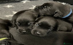 Labrador Retriever dogs for sale: Stunning litter of 8 pedigree Labrador Puppies - Image 2