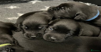 Labrador Retriever dogs - Advert 3