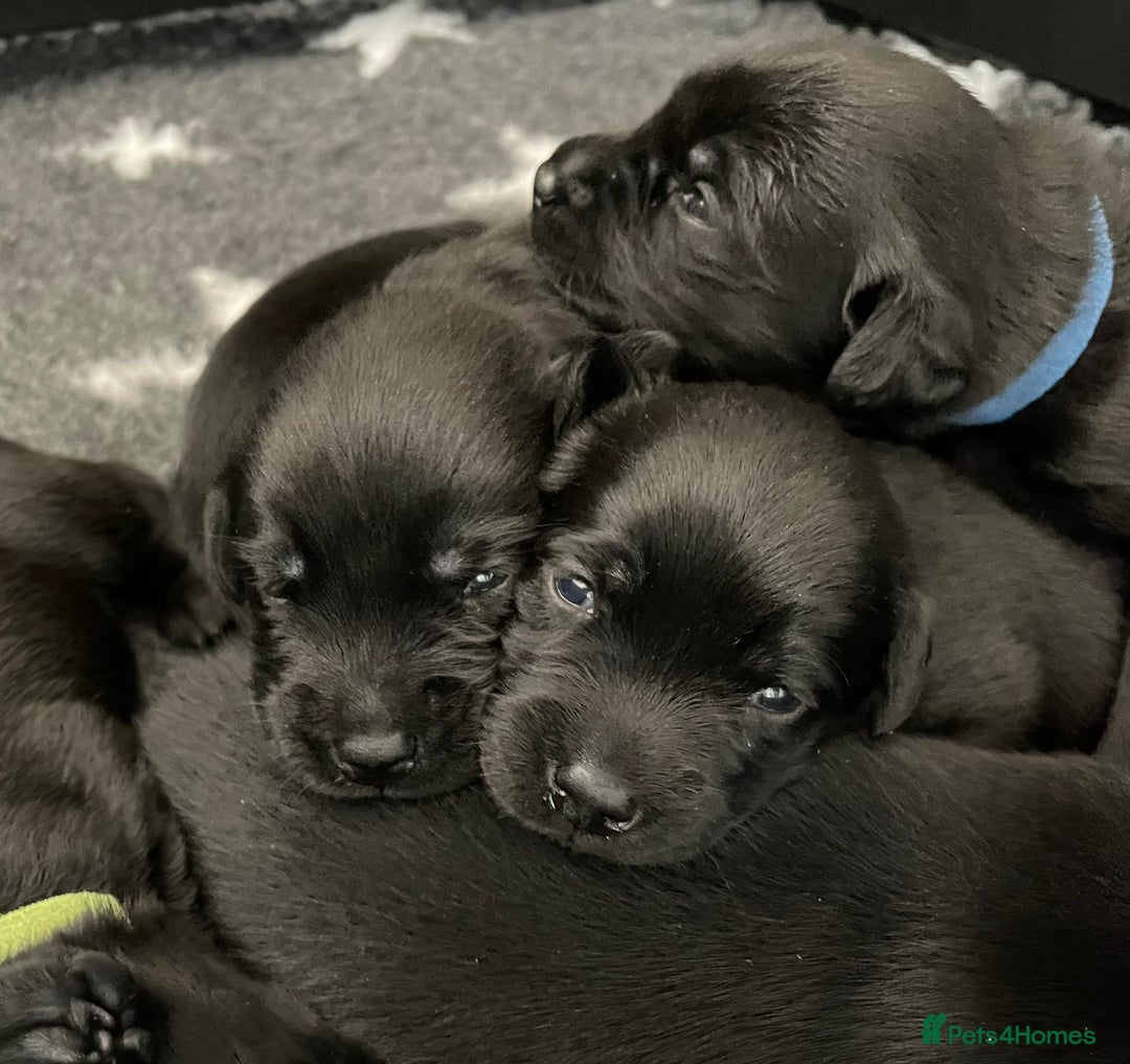 Labrador Retriever dogs for sale: Stunning litter of 8 pedigree Labrador Puppies - Image 2